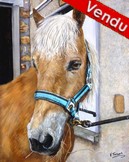 Portrait de cheval haflinger - Virginie Trabaud artiste peintre