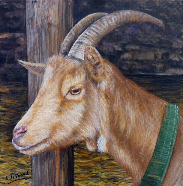 Peinture Portrait de Chvre beige  la ferme - acrylique sur toile - Virginie TRABAUD