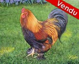 Peinture Coq roux - acrylique - Virginie Trabaud Artiste Peintre