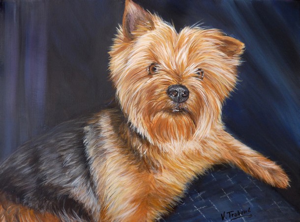 Peinture yorkshire chien couché d'après photo - acrylique virginie trabaud artiste peintre