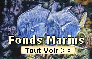 Peintures sur les fonds marins poissons coquillages