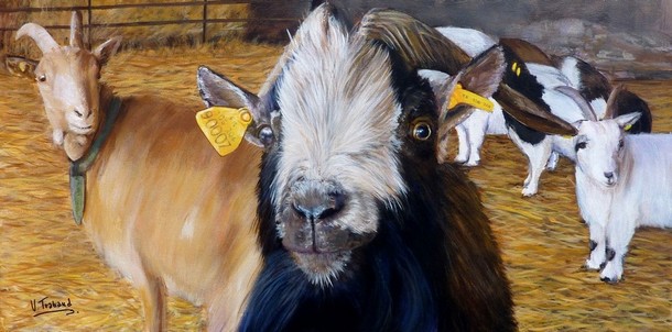 Peinture de Bouc avec des chèvres à la ferme - acrylique - Virginie TRABAUD Artiste Animalier