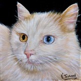 Peinture chat aux yeux vairons turc de van - acrylique - Virginie Trabaud Artiste Peintre