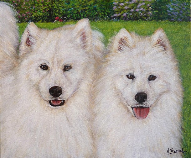 Peinture Portraits de chiens Samoyède - Kali et Aska - acrylique Virginie TRABAUD