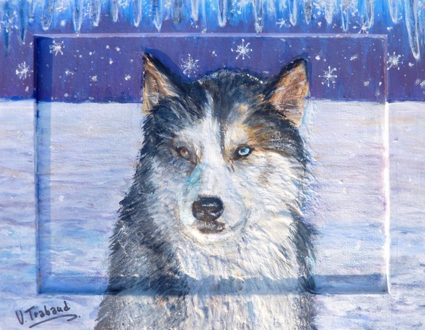 Peinture le Chien Husky de Sibrie - Virginie TRABAUD Artiste Peintre Animalier