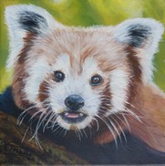 peinture Portrait de panda roux - Cliquez sur l image pour voir la fiche dtaille dtaille et consulter le tarif de l oeuvre
