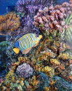 peinture Poisson-ange Duc  - Cliquez sur l image pour voir la fiche dtaille et consulter le tarif de l oeuvre