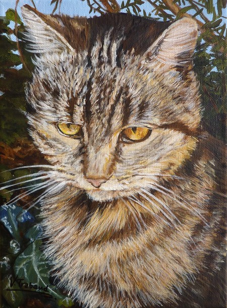 Portrait de chat européen d'après photo - acrylique - Virginie TRABAUD Artiste Peintre