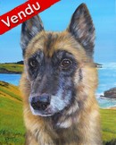 Portrait berger malinois bord de mer - Peinture acrylique - Cliquez sur l'image pour voir la fiche détaillée
